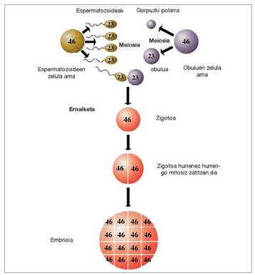 1. Irudia: Giza motaren sexu bidezko ugalketaren eskema (2n = 46)